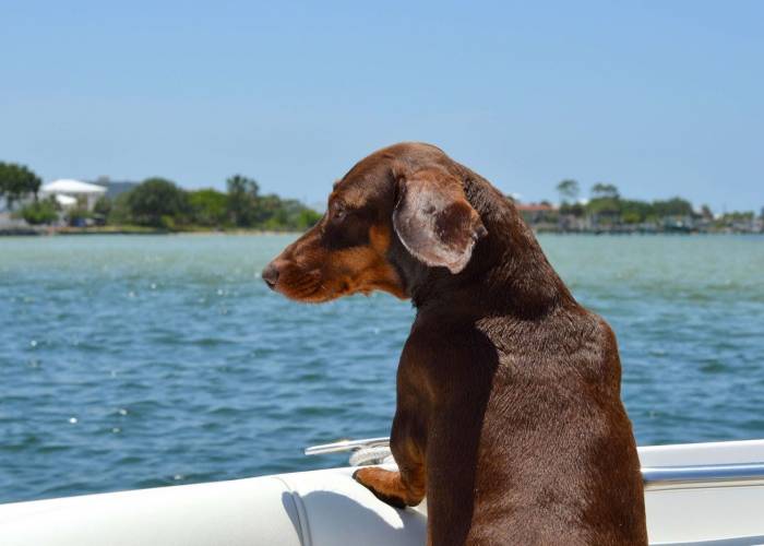 Dog on a boat-pet-friendly-beach-home-rentals