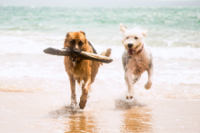 Dogs running on Pensacola Beach