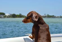 Dog on a boat-pet-friendly-beach-home-rentals