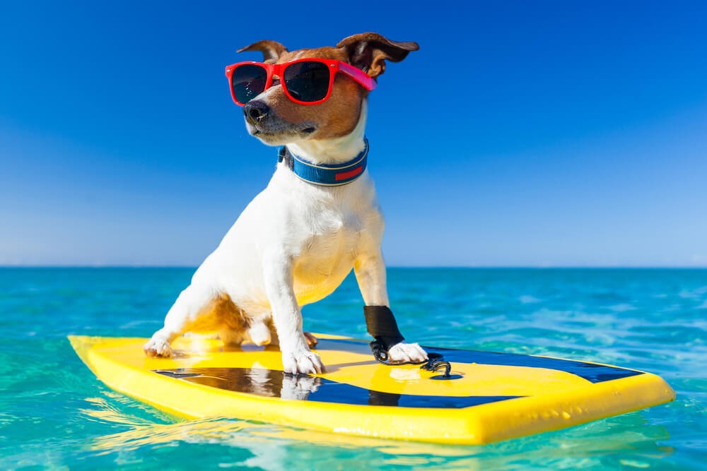 dog surfing on the beach