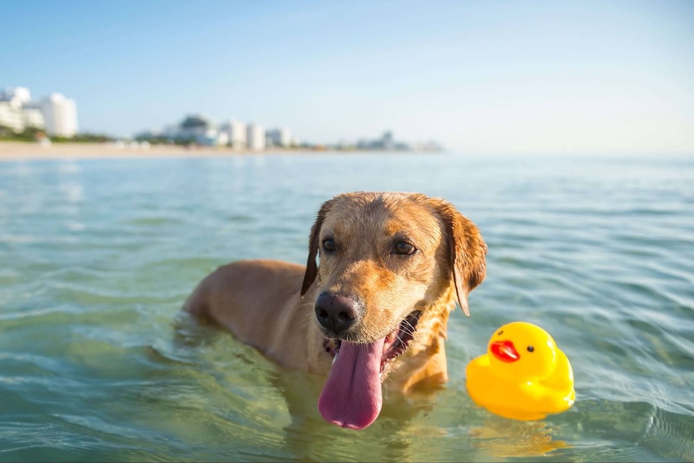 Dog playing in the water